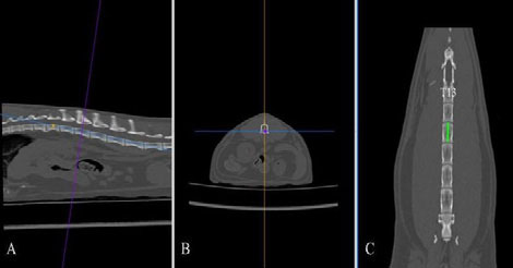 dimensions normal feline kidneys img2