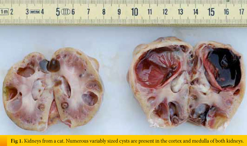 Aetiopathogenesis and consequences of chronic feline kidney disease