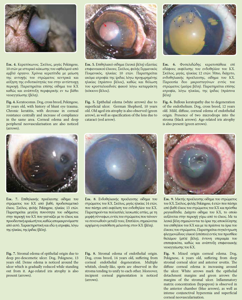 Clinical signs of corneal lesions in dog and cat