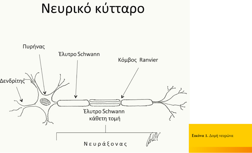  Κακώσεις των περιφερικών νεύρων στα μικρά ζώα 