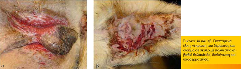 Επείγοντα δερματολογικά περιστατικά στο σκύλο και τη γάτα