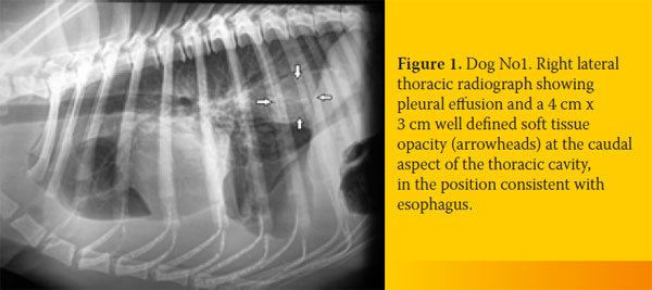 Spirocerca lupi-associated pyothorax in two dogs