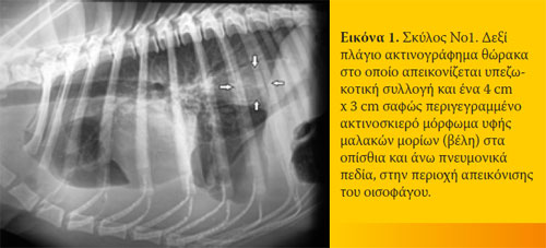 Πυοθώρακας λόγω παρασίτωσης από Spirocerca lupi σε δύο σκύλους 