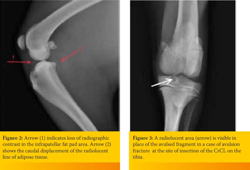 Update on the diagnosis and therapy of canine cruciate ligament rupture