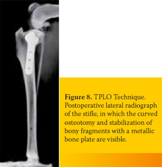 Update on the diagnosis and therapy of canine cruciate ligament rupture 