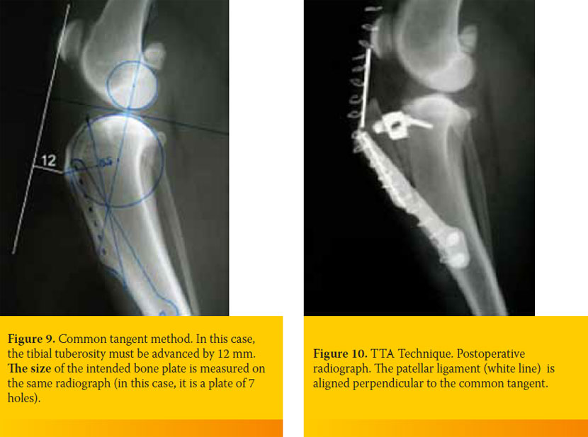 Update on the diagnosis and therapy of canine cruciate ligament rupture 