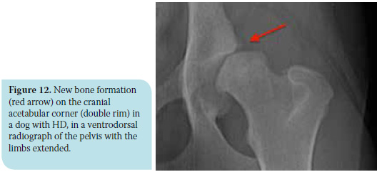 Canine hip dysplasia