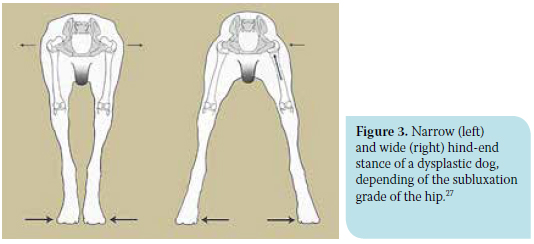 Canine hip dysplasia