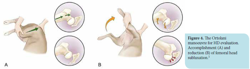 Canine hip dysplasia