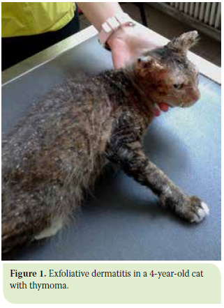 Diagnosis and surgical treatment of thymoma in the cat