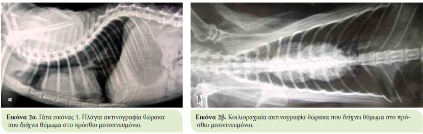 Διάγνωση και χειρουργική θεραπεία του θυμώματος στη γάτα