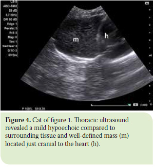 Diagnosis and surgical treatment of thymoma in the cat