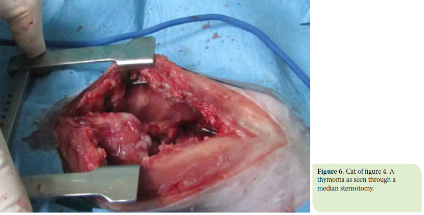 Diagnosis and surgical treatment of thymoma in the cat