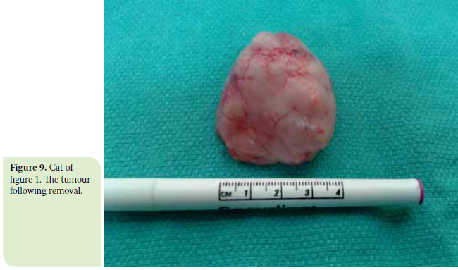 Diagnosis and surgical treatment of thymoma in the cat