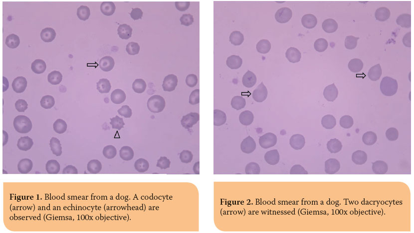 The interpretation of erythrogram in dog and cat 