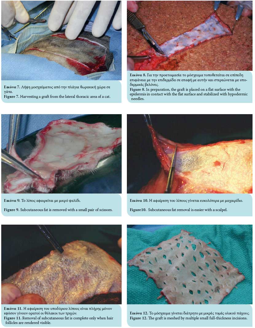 Full-thickness mesh skin grafts in dogs and cats. Indications, pathophysiology of graft taking, surgical techniques and complications 