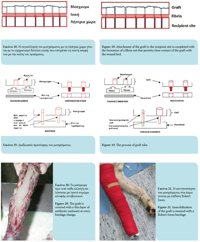 Full-thickness mesh skin grafts in dogs and cats. Indications, pathophysiology of graft taking, surgical techniques and complications 