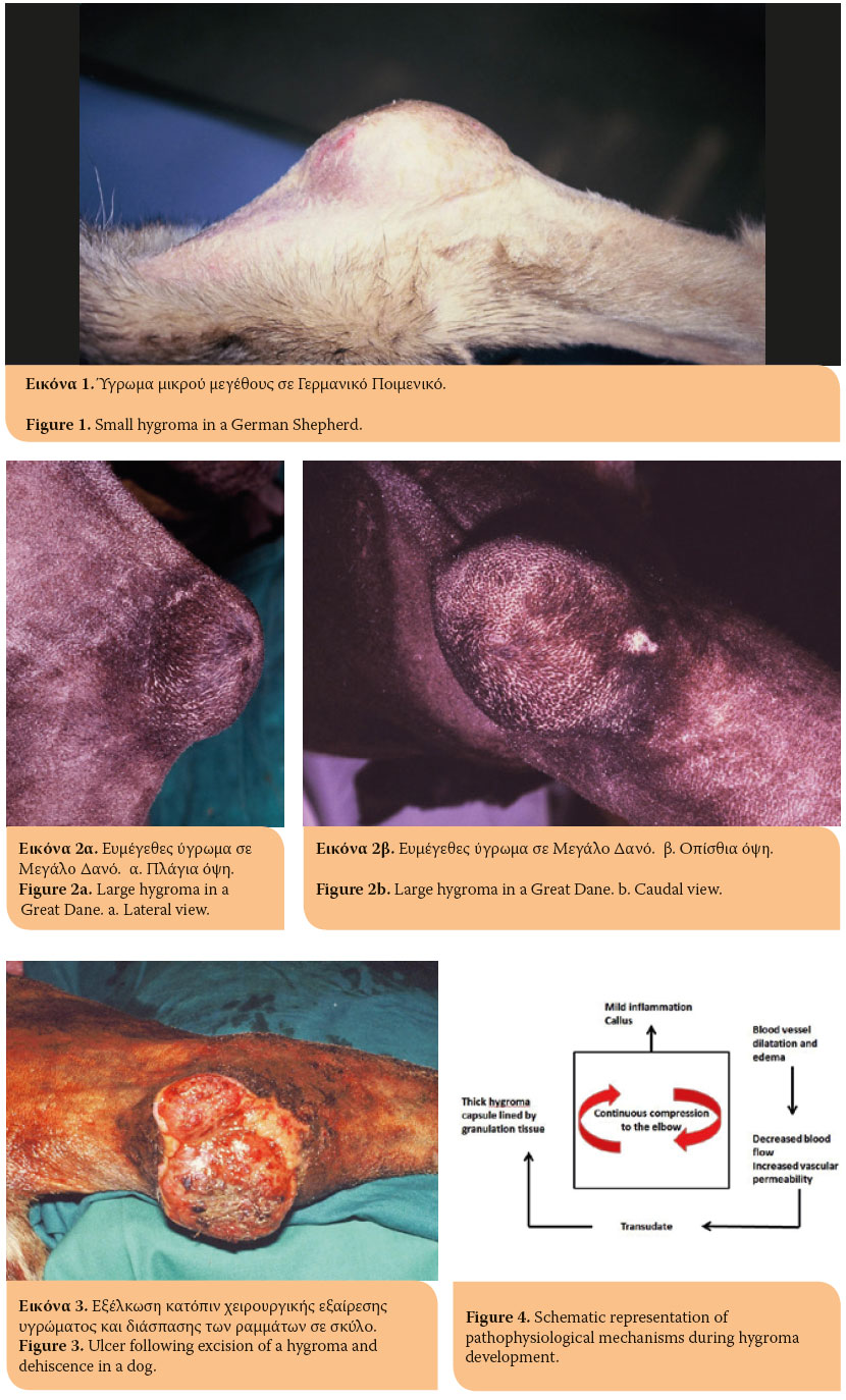 Elbow hygroma in the dog. Which treatment works better 