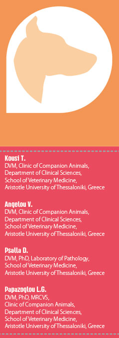 Elbow hygroma in the dog. Which treatment works better 