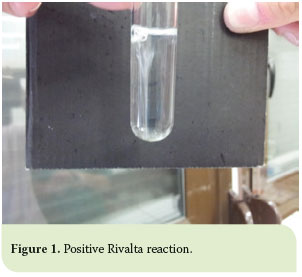 Pleural effusion in the cat: a focus on laboratory diagnosis 