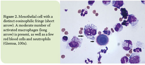 Pleural effusion in the cat: a focus on laboratory diagnosis 