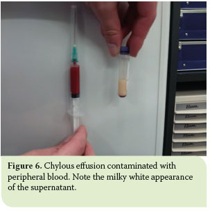 Pleural effusion in the cat: a focus on laboratory diagnosis 