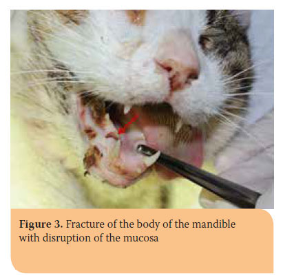 Hellenic Journal of Companion Animal Medicine - Volume 6 - Issue 2 - 2017 - Fractures of the mandible in cats. Retrospective study of 23 cases