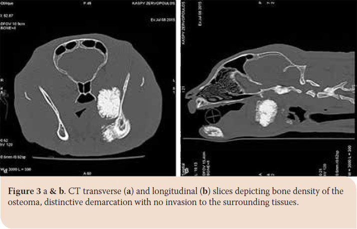 Osteoma of the mandible in a cat