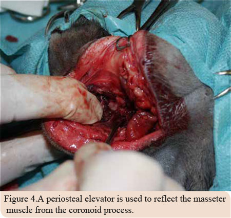 Osteoma of the mandible in a cat