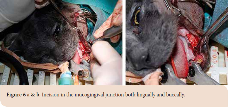 Osteoma of the mandible in a cat