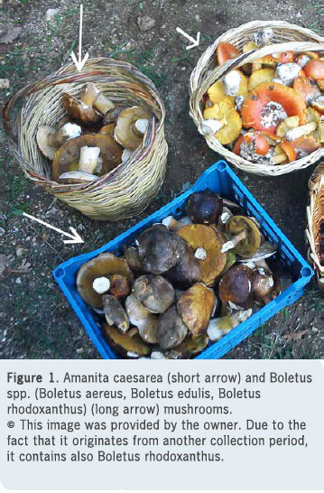 Exposure of a cat to human-edible mushrooms: were they toxic?