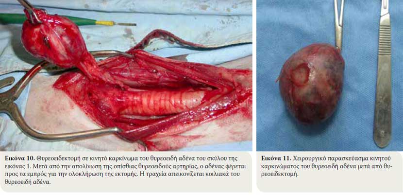 Τα νεοπλάσματα του θυρεοειδή αδένα στον σκύλο: διάγνωση και θεραπεία