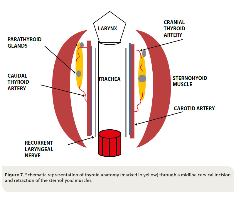  Canine thyroid tumours: diagnosis and treatment 