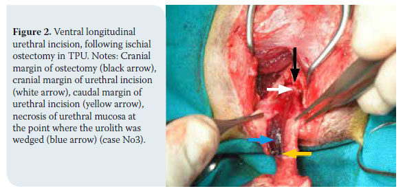 Transpelvic urethrostomy in three cats