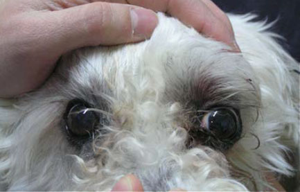 Neoplasia of lacrimal gland origin in a dog