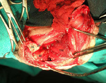 Neoplasia of lacrimal gland origin in a dog