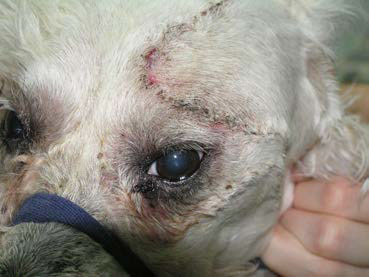 Neoplasia of lacrimal gland origin in a dog