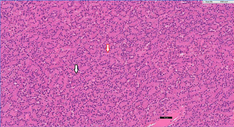 Neoplasia of lacrimal gland origin in a dog