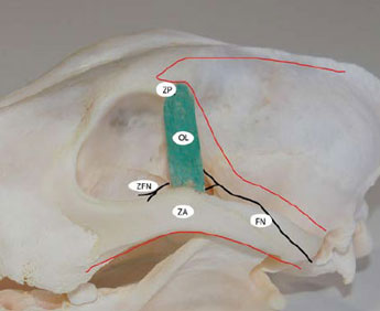 Neoplasia of lacrimal gland origin in a dog