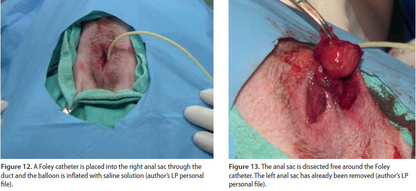 Αnal sacculectomy in dogs and cats