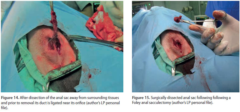 Αnal sacculectomy in dogs and cats