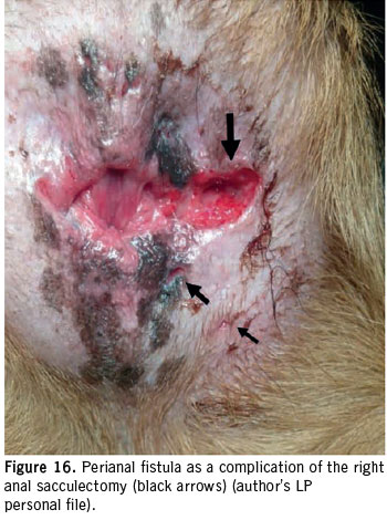 Αnal sacculectomy in dogs and cats