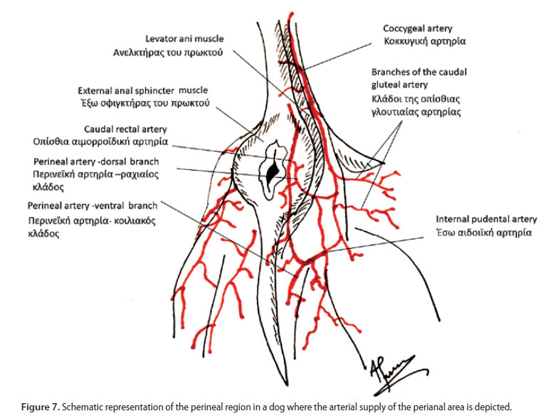 Αnal sacculectomy in dogs and cats